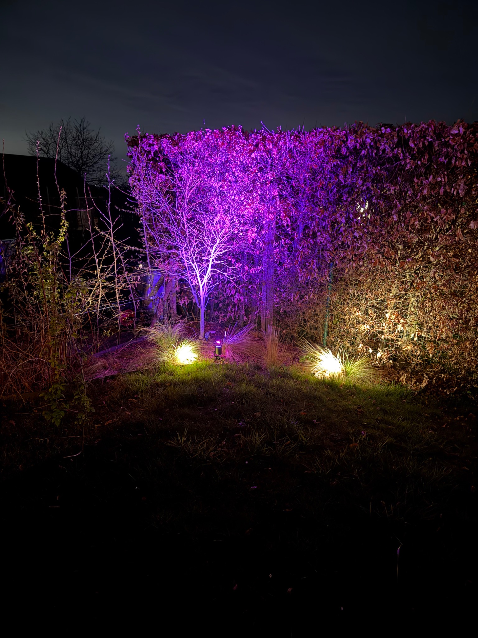 Arbre éclairé en violet et massifs éclairés en blanc